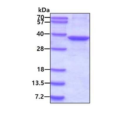 SDS-Page: Recombinant Human Torsin A His Protein [NBP2-22872] - 3ug by SDS-PAGE under reducing condition and visualized by coomassie blue stain.